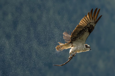 Low angle view of seagull flying in mid-air 