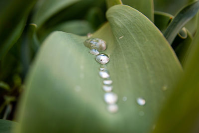 Springtime in the garden ii. - waterdrops on tulip leaf