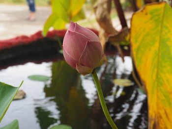 Close-up of flower growing on plant