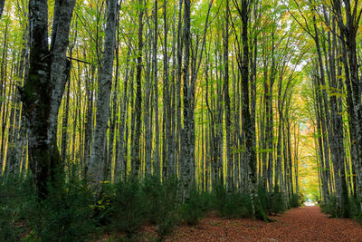 Trees growing in forest