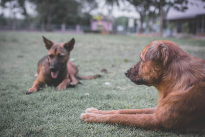 View of a dog on field