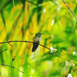 Close-up of bird perching on plant