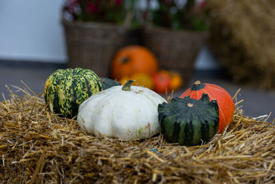 Close-up of pumpkins in farm