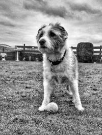 Dog running on grass