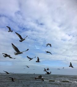 Low angle view of seagulls flying over sea against sky