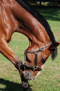 Large bay horse itching his nose on his leg in a grass field.