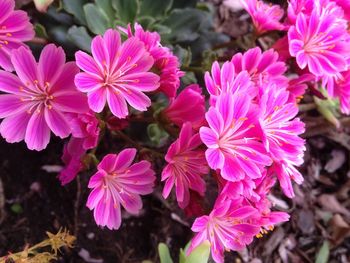 Close-up of pink flowering plant
