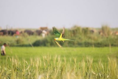 Close-up of yellow crop on field