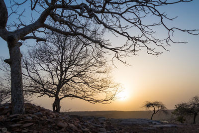 Bare trees against sky