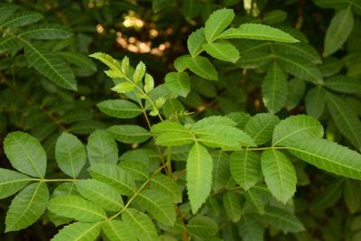 High angle view of green leaves