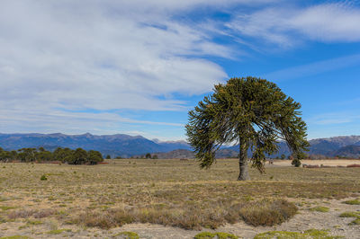 Trees on field against sky