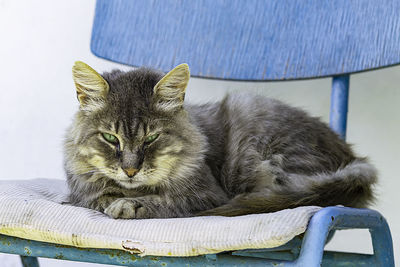 Portrait of cat resting on seat