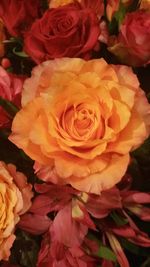 Close-up of roses