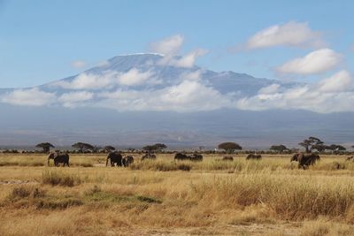 Elephant family on grassland against sky