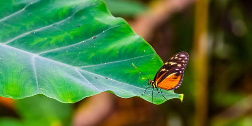 Butterfly on leaf