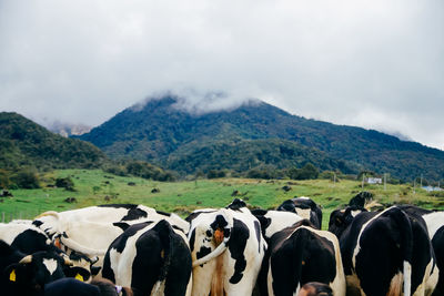 Cattle grazing on landscape against sky