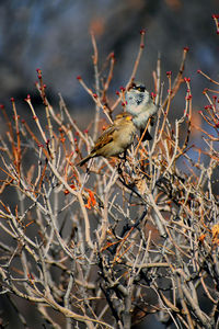 Low angle view of bird perching on branch