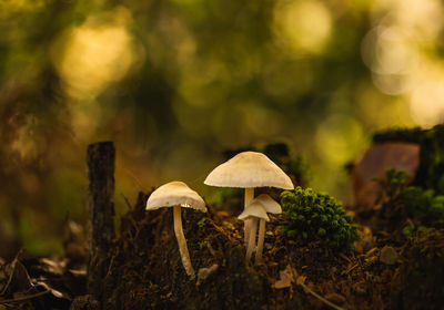 Close-up of mushroom growing on field