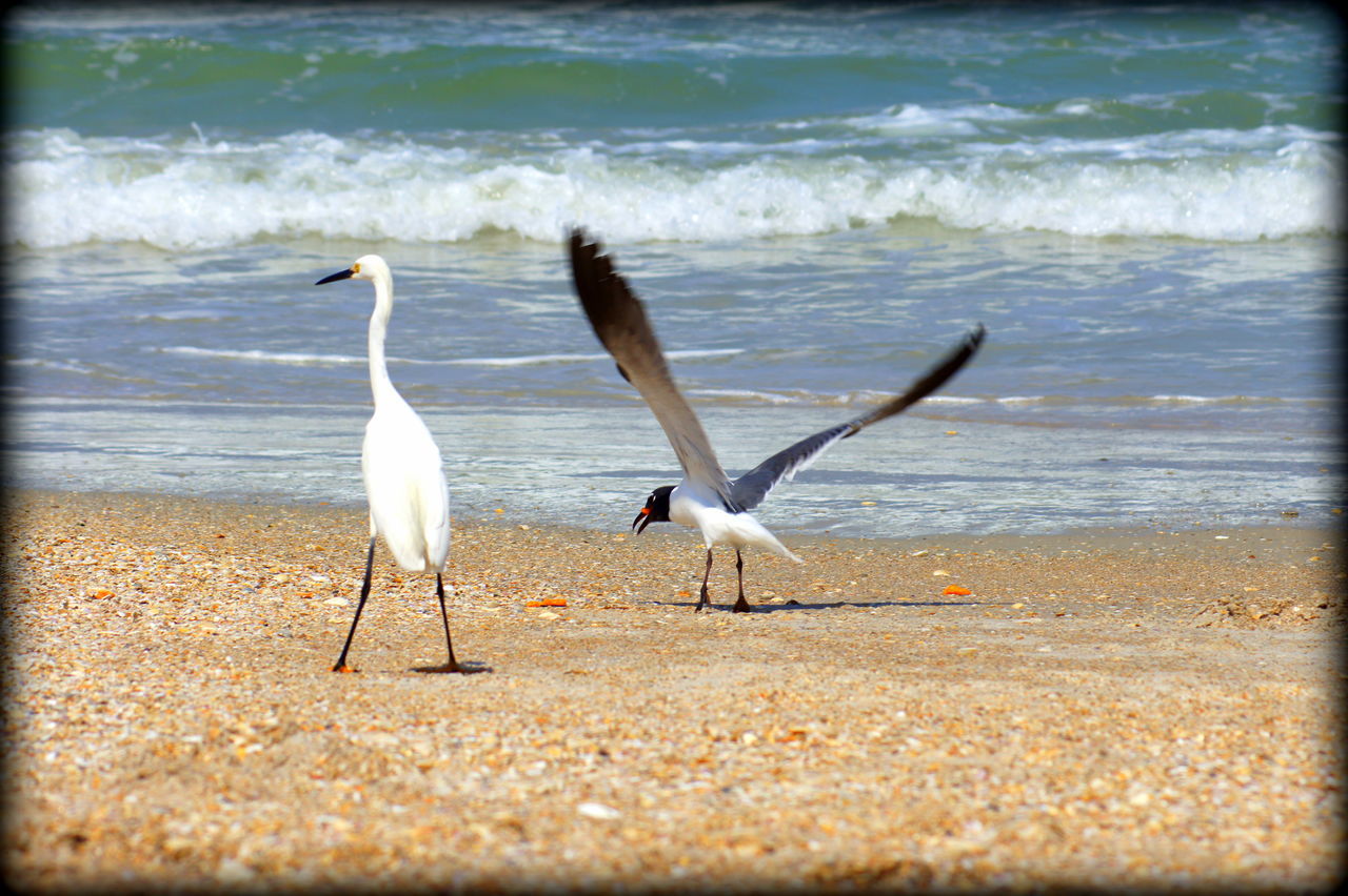 Beach Birds Playing