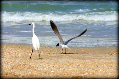 Birds on beach