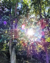 Sunlight streaming through trees in forest