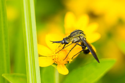 Close-up of insect on yellow flower