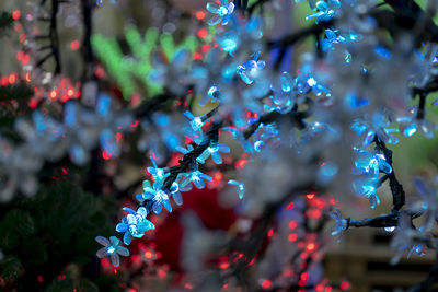 Close-up of christmas tree