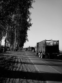 Trees along road