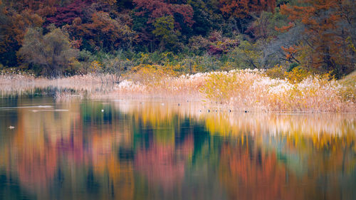 Scenic view of lake in forest during autumn