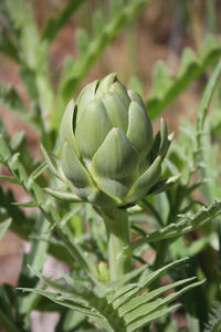 Close up of artichoke on plant 