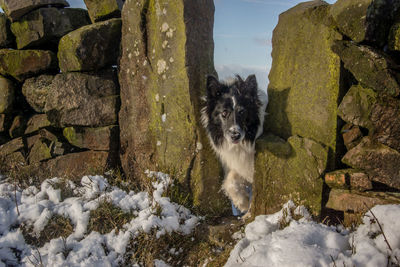 Close-up of collie outdoors