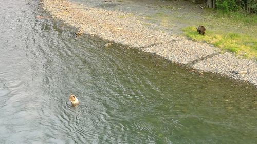 High angle view of birds swimming in water