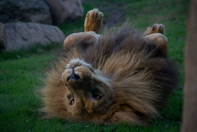 View of cats relaxing on grass