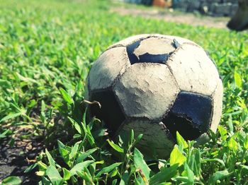 Close-up of grass growing on grassy field