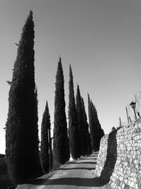 Trees against sky