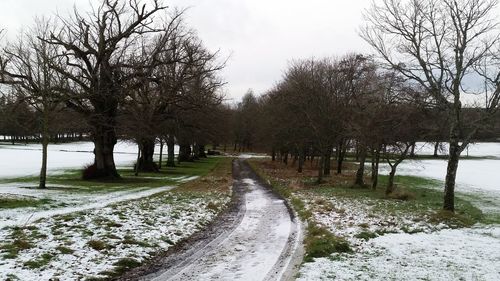 Road passing through trees