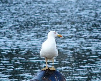 Close-up of seagull perching on water