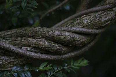 Close-up of fresh green plant