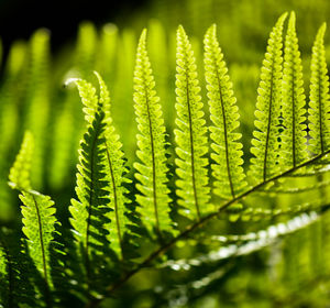 Close-up of fern leaves