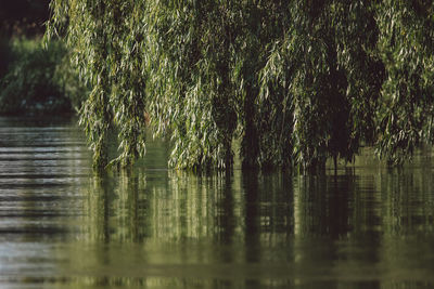 Trees by lake in forest