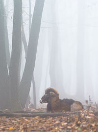 Ram sitting near tree in forest