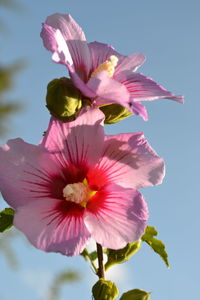 Close-up of pink flowers growing on plant