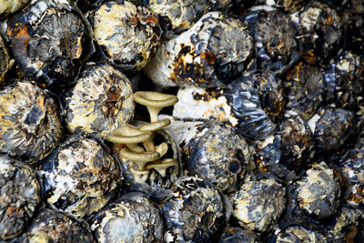 Full frame shot of mushrooms amidst barnacles