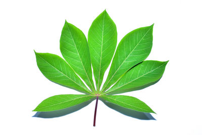 Close-up of plant against white background