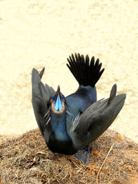 Close-up of bird