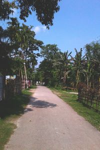 View of trees against clear sky