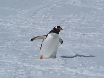 Penguin on snow