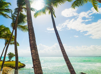 Palm trees by sea against sky