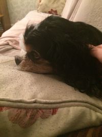 Close-up of dog sleeping on bed