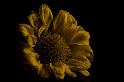 Close-up of yellow flower blooming against black background